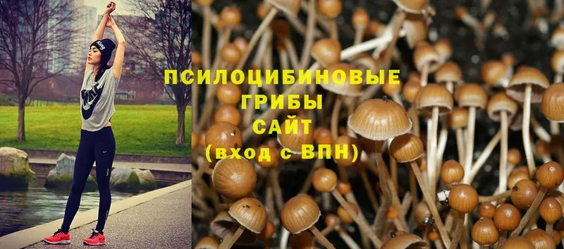 это телеграм  Гаджиево  Псилоцибиновые грибы Psilocybe  купить закладку 